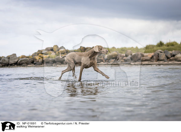 laufender Weimaraner / walking Weimaraner / NP-01691