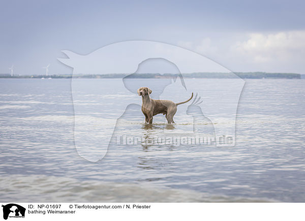 badender Weimaraner / bathing Weimaraner / NP-01697
