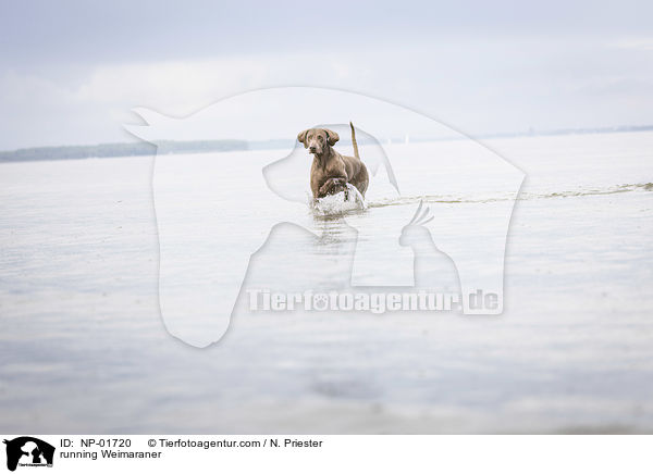 rennender Weimaraner / running Weimaraner / NP-01720