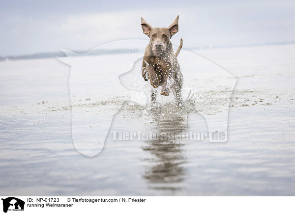 rennender Weimaraner / running Weimaraner / NP-01723