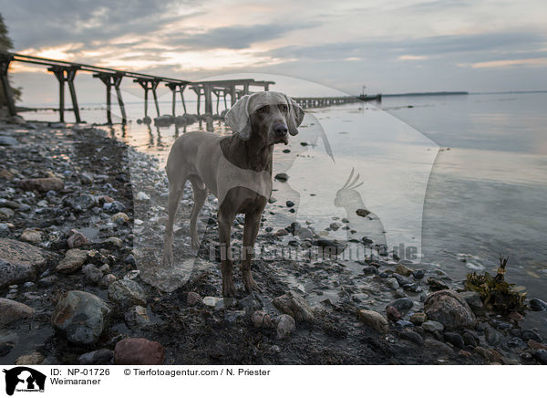 Weimaraner / Weimaraner / NP-01726