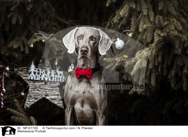 Weimaraner Portrait / Weimaraner Portrait / NP-01729