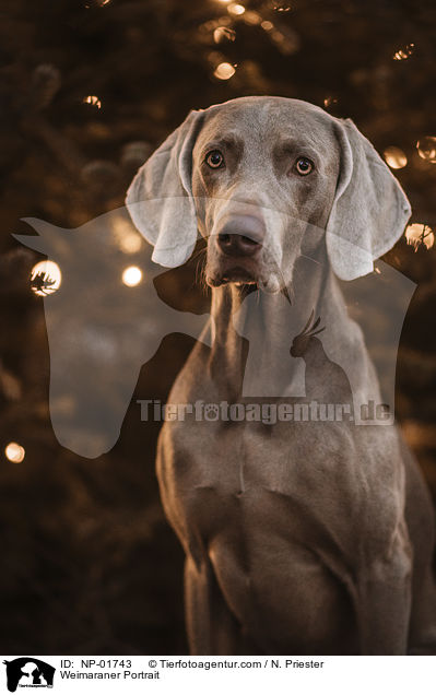 Weimaraner Portrait / Weimaraner Portrait / NP-01743