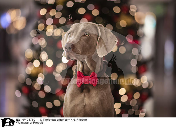 Weimaraner Portrait / Weimaraner Portrait / NP-01752