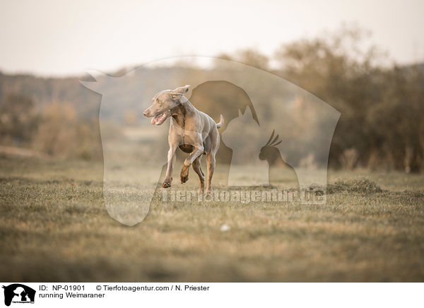 rennender Weimaraner / running Weimaraner / NP-01901
