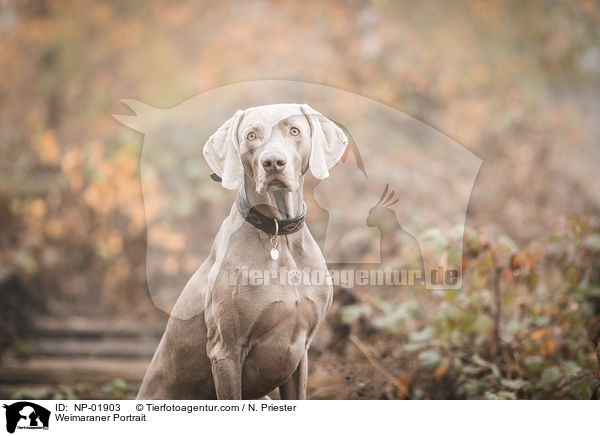 Weimaraner Portrait / Weimaraner Portrait / NP-01903