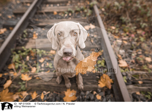 sitzender Weimaraner / sitting Weimaraner / NP-01908