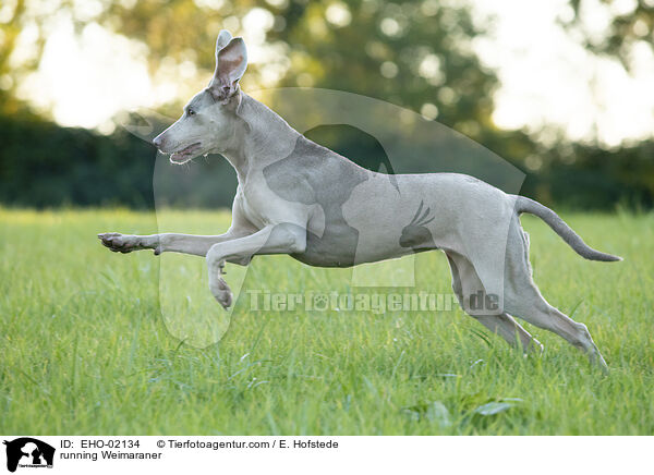 running Weimaraner / EHO-02134