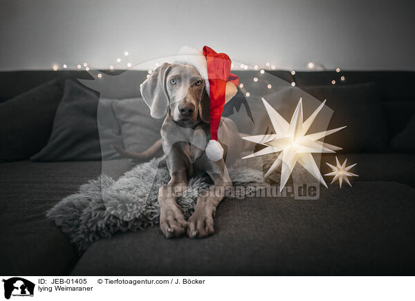 liegender Weimaraner / lying Weimaraner / JEB-01405