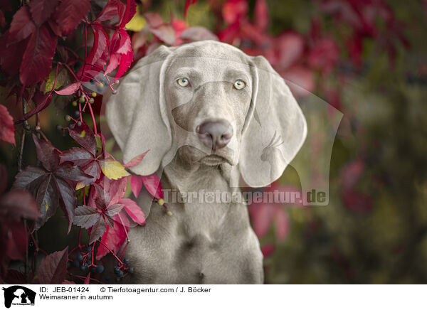 Weimaraner im Herbst / Weimaraner in autumn / JEB-01424