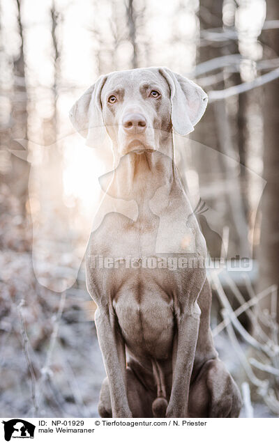 Weimaraner Rde / male Weimaraner / NP-01929