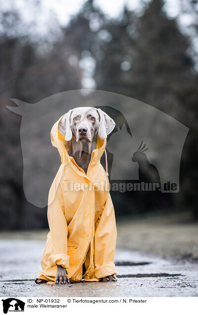 Weimaraner Rde / male Weimaraner / NP-01932