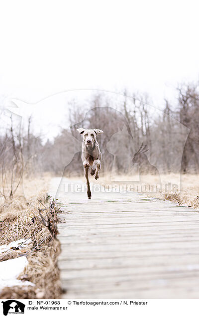 Weimaraner Rde / male Weimaraner / NP-01968