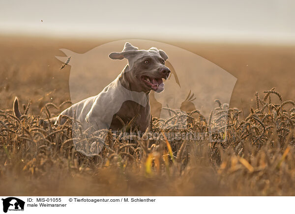 Weimaraner Rde / male Weimaraner / MIS-01055