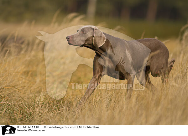 Weimaraner Hndin / female Weimaraner / MIS-01110