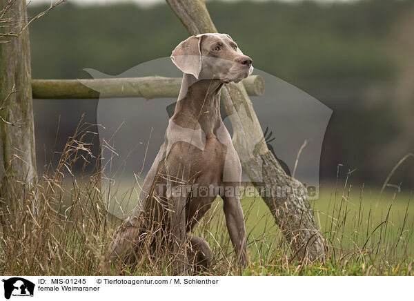 female Weimaraner / MIS-01245