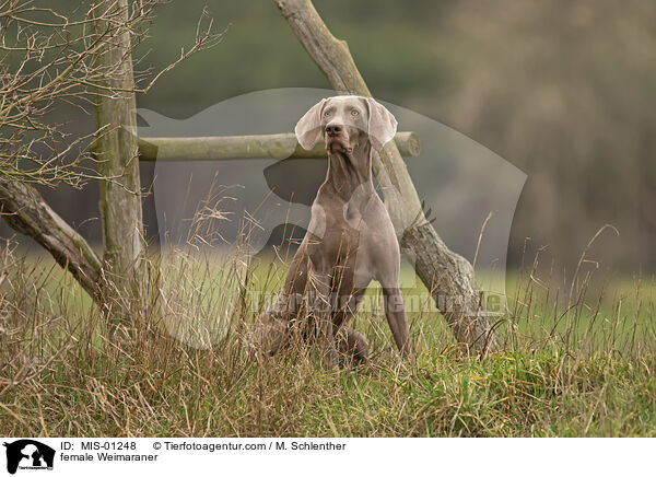 Weimaraner Hndin / female Weimaraner / MIS-01248