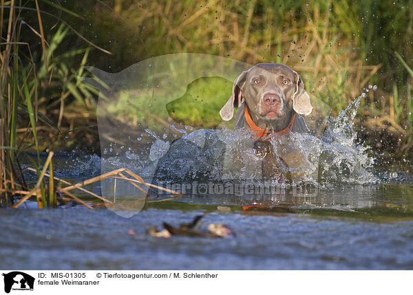 Weimaraner Hndin / female Weimaraner / MIS-01305