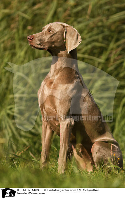 Weimaraner Hndin / female Weimaraner / MIS-01403