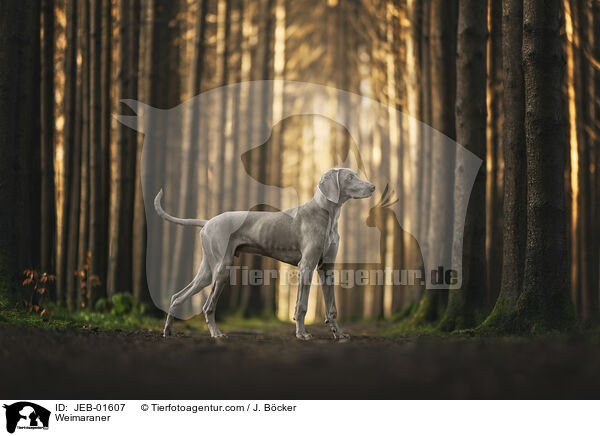 Weimaraner / Weimaraner / JEB-01607