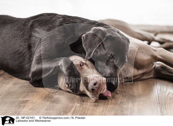 Labrador und Weimaraner / Labrador and Weimaraner / NP-02161