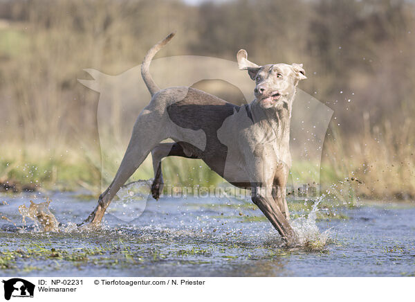 Weimaraner / Weimaraner / NP-02231