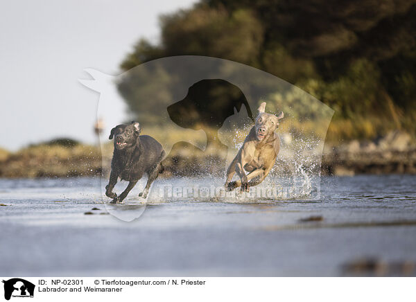 Labrador und Weimaraner / Labrador and Weimaraner / NP-02301