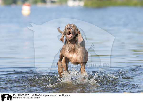 Weimaraner am Wasser / Weimaraner at the water / AH-05087
