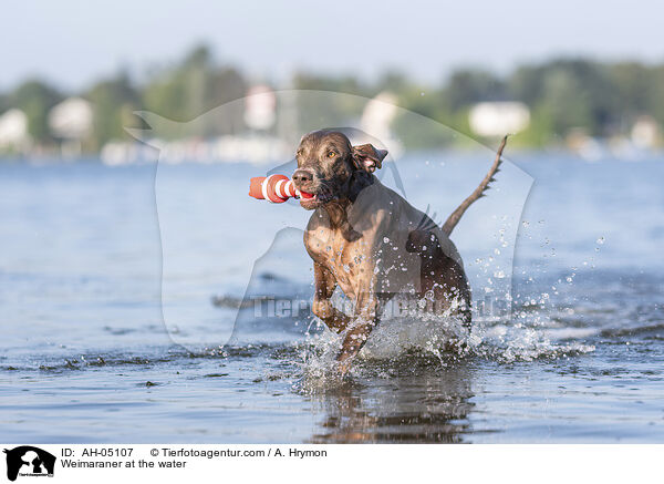 Weimaraner am Wasser / Weimaraner at the water / AH-05107