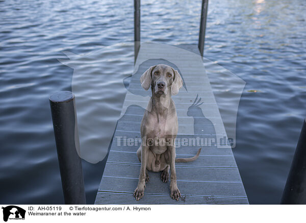 Weimaraner am Wasser / Weimaraner at the water / AH-05119