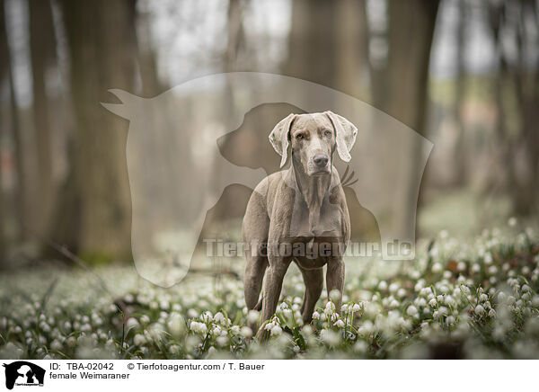 Weimaraner Hndin / female Weimaraner / TBA-02042