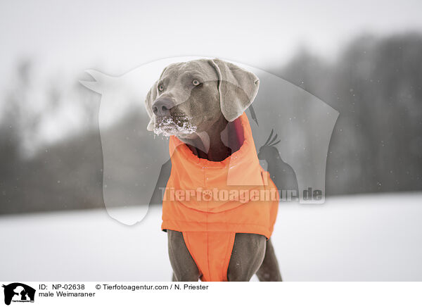 Weimaraner Rde / male Weimaraner / NP-02638