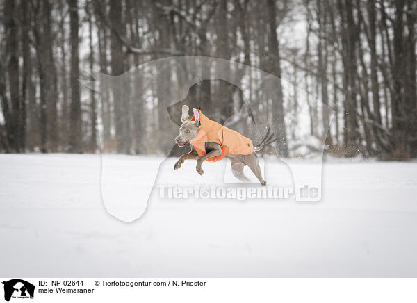 Weimaraner Rde / male Weimaraner / NP-02644