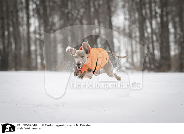 Weimaraner Rde / male Weimaraner / NP-02648