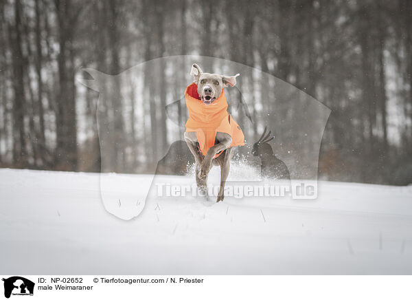 Weimaraner Rde / male Weimaraner / NP-02652