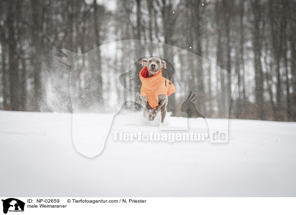 Weimaraner Rde / male Weimaraner / NP-02659