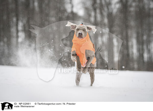 Weimaraner Rde / male Weimaraner / NP-02661