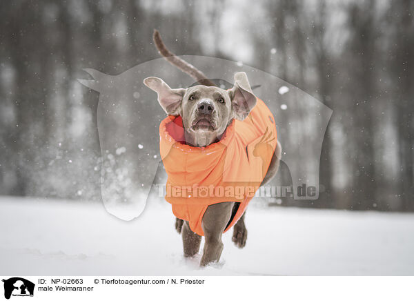 Weimaraner Rde / male Weimaraner / NP-02663