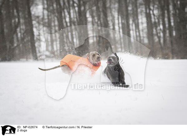 2 Hunde / 2 dogs / NP-02674