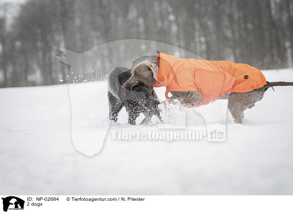 2 Hunde / 2 dogs / NP-02684