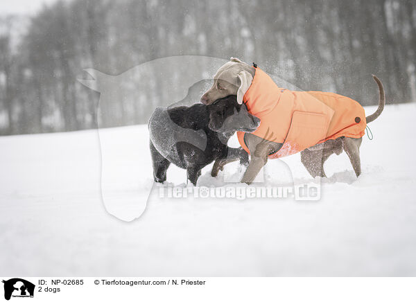 2 Hunde / 2 dogs / NP-02685