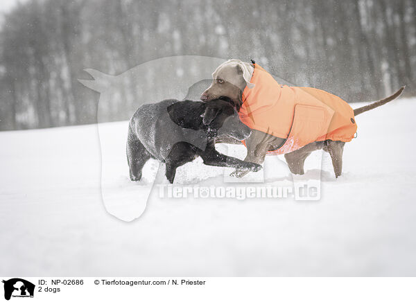 2 Hunde / 2 dogs / NP-02686