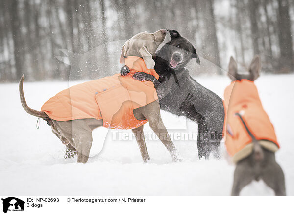 3 dogs / NP-02693