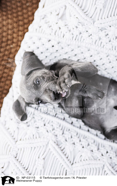 Weimaraner Welpe / Weimaraner Puppy / NP-03115