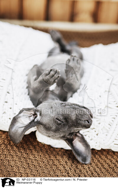 Weimaraner Welpe / Weimaraner Puppy / NP-03116