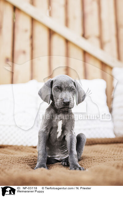 Weimaraner Welpe / Weimaraner Puppy / NP-03118