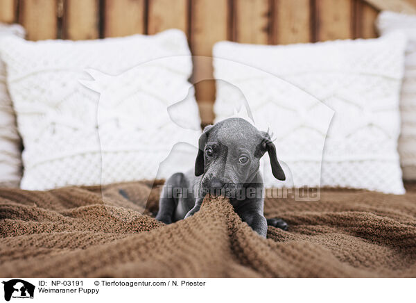 Weimaraner Welpe / Weimaraner Puppy / NP-03191