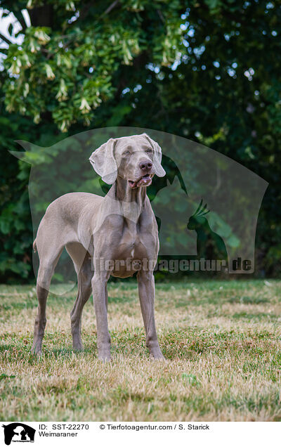 Weimaraner / Weimaraner / SST-22270