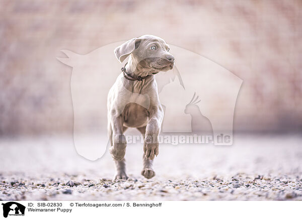 Weimaraner Welpe / Weimaraner Puppy / SIB-02830