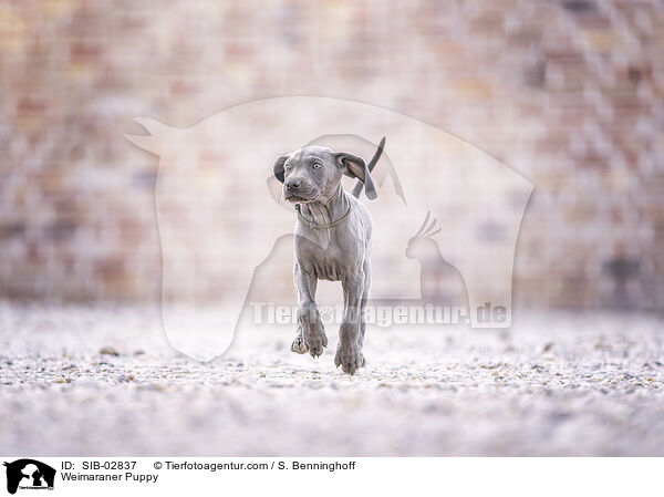 Weimaraner Welpe / Weimaraner Puppy / SIB-02837